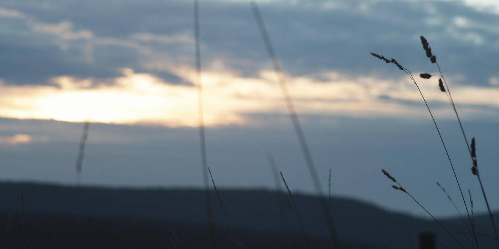 Fallow deer hunting by Jan Kadlec