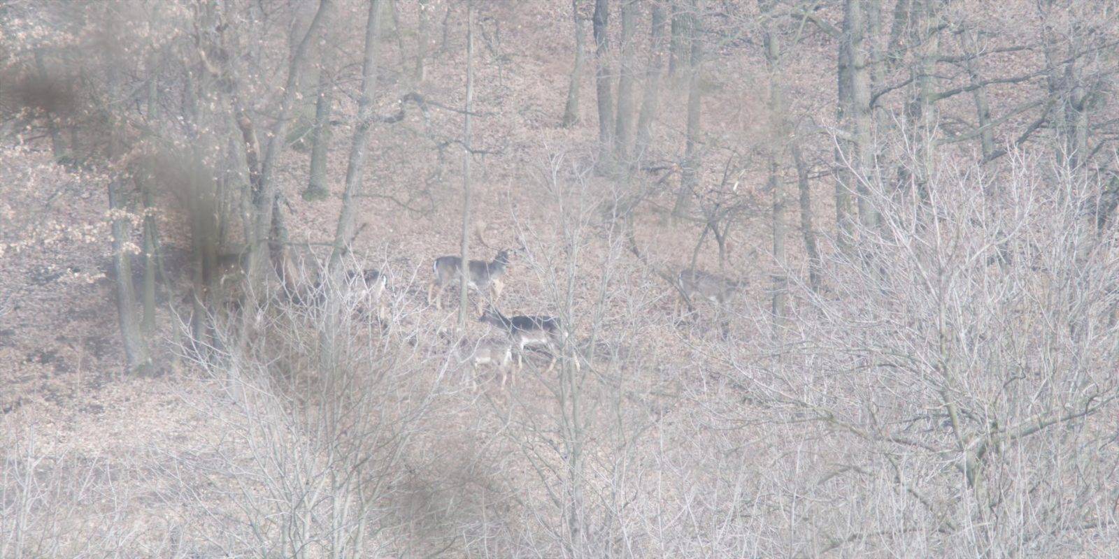 Fallow deer hunting by Jan Kadlec