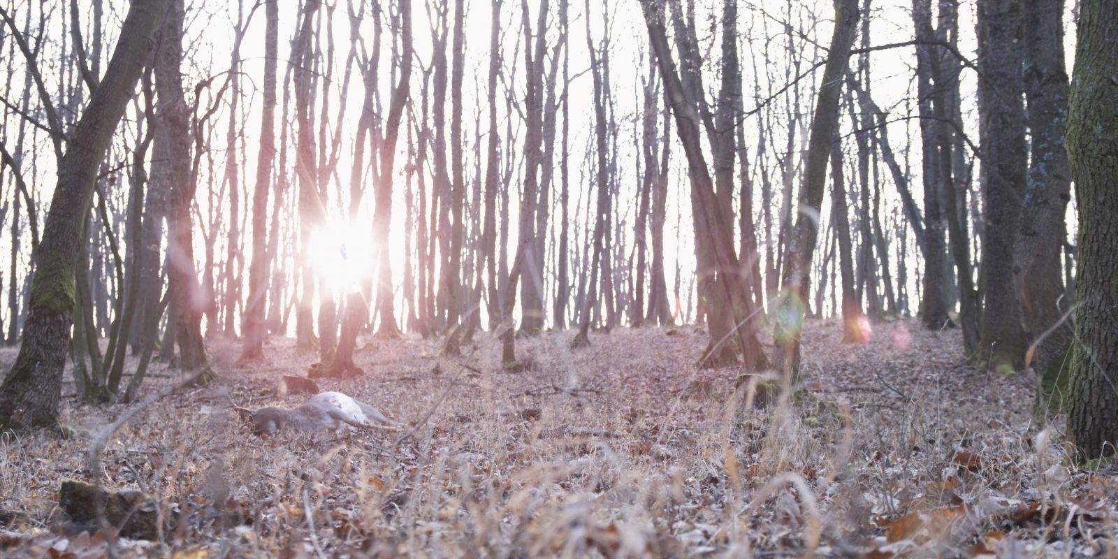 Fallow deer hunting by Jan Kadlec