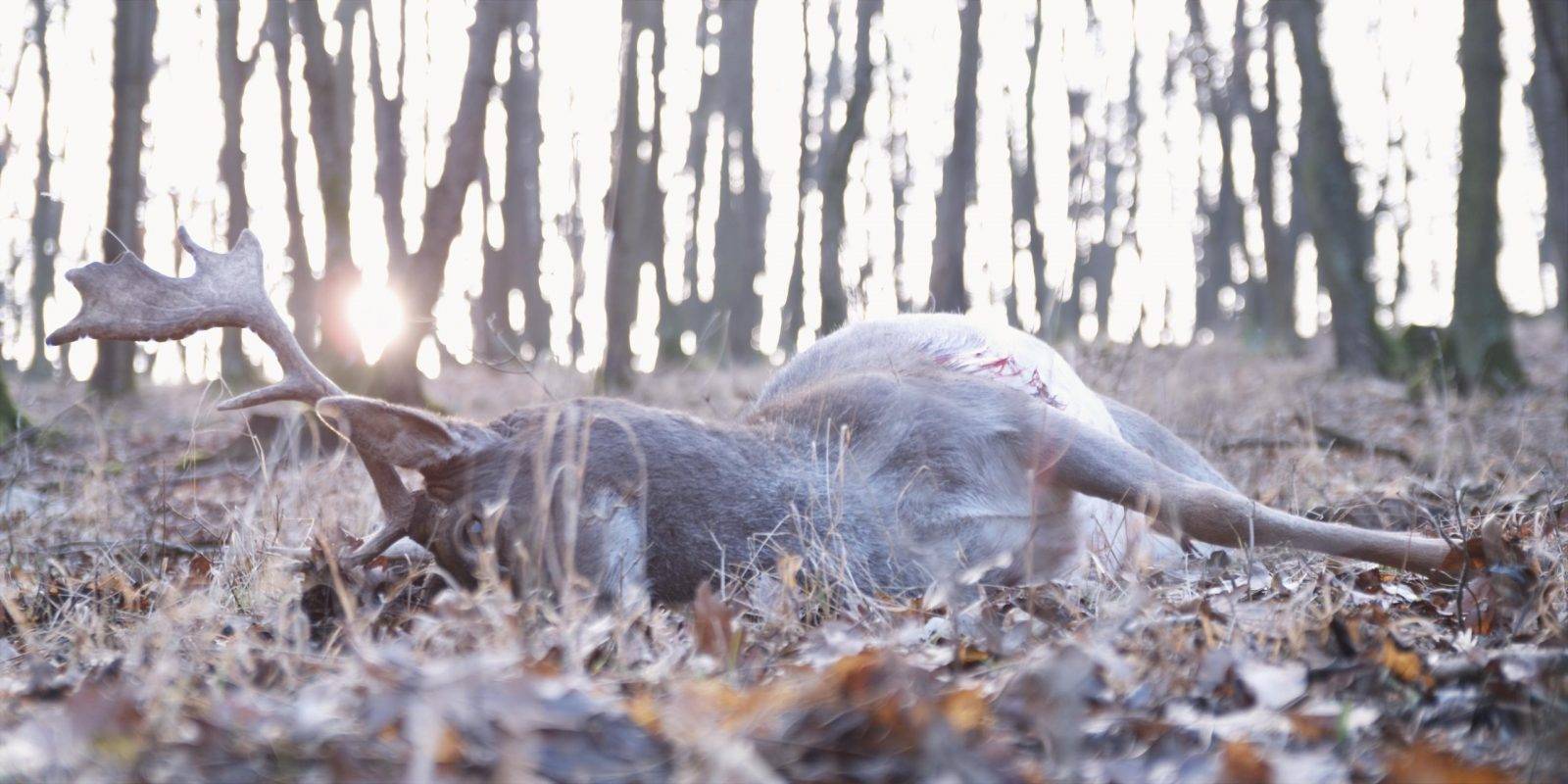 Fallow deer hunting by Jan Kadlec