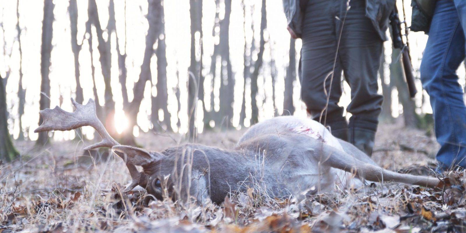 Fallow deer hunting by Jan Kadlec