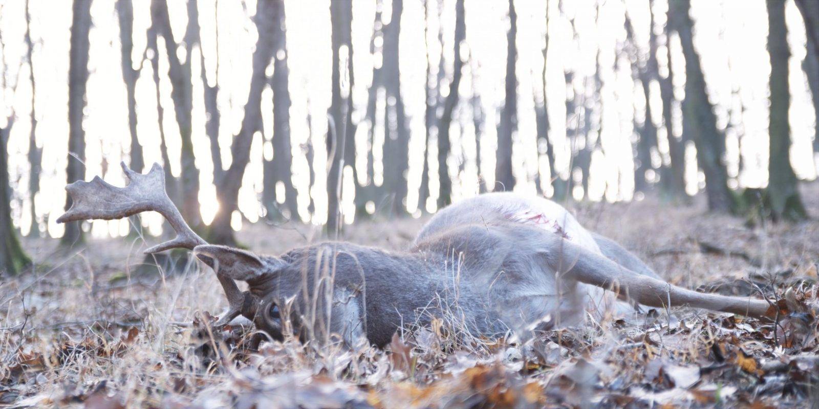 Fallow deer hunting by Jan Kadlec