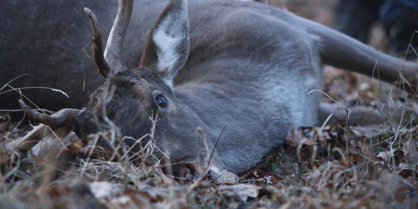 Fallow deer hunting by Jan Kadlec