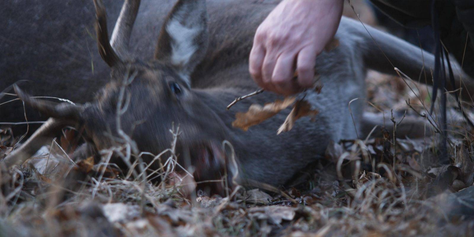 Fallow deer hunting by Jan Kadlec