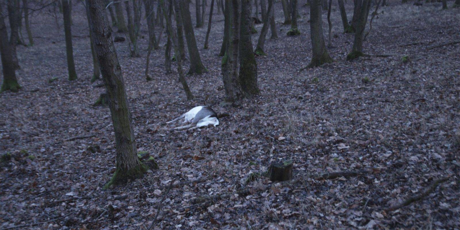 Fallow deer hunting by Jan Kadlec