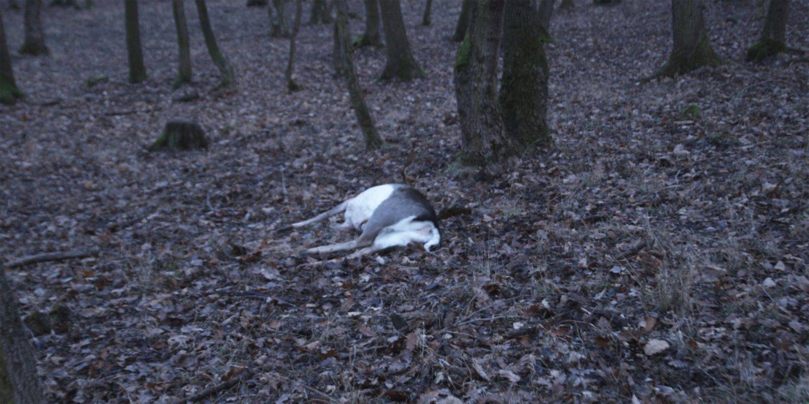 Fallow deer hunting by Jan Kadlec