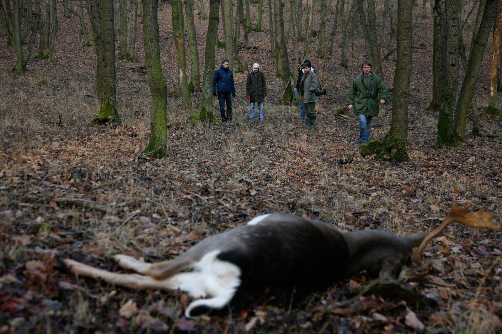 Fallow deer hunting by Jan Kadlec