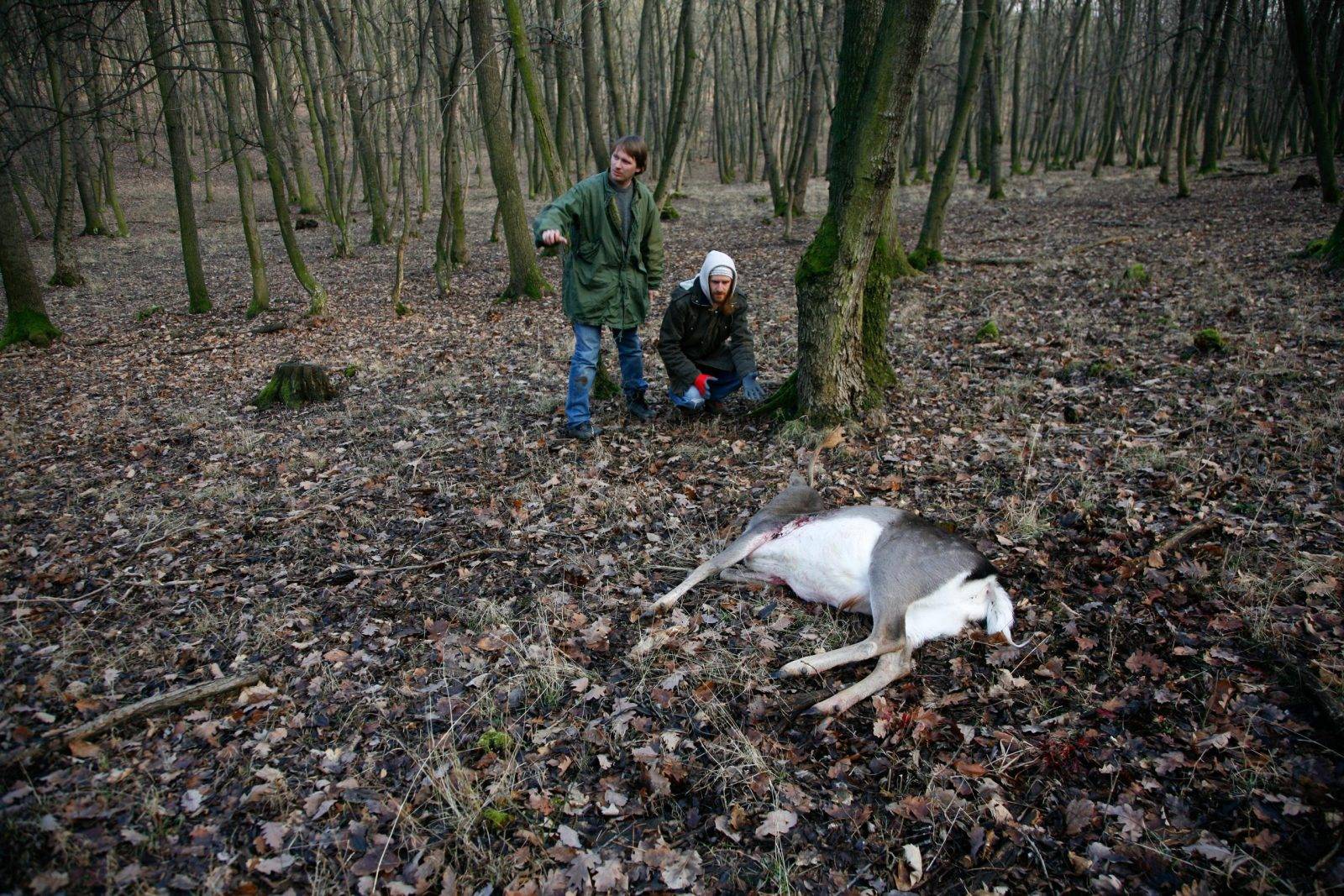 Fallow deer hunting by Jan Kadlec