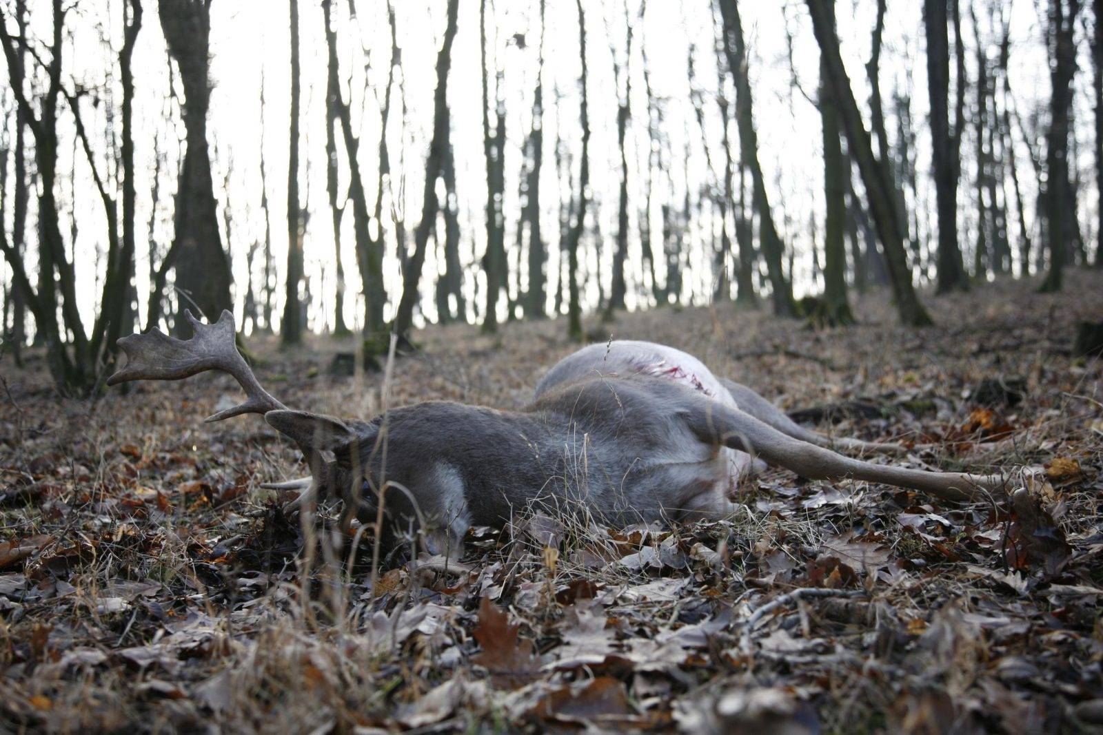 Fallow deer hunting by Jan Kadlec