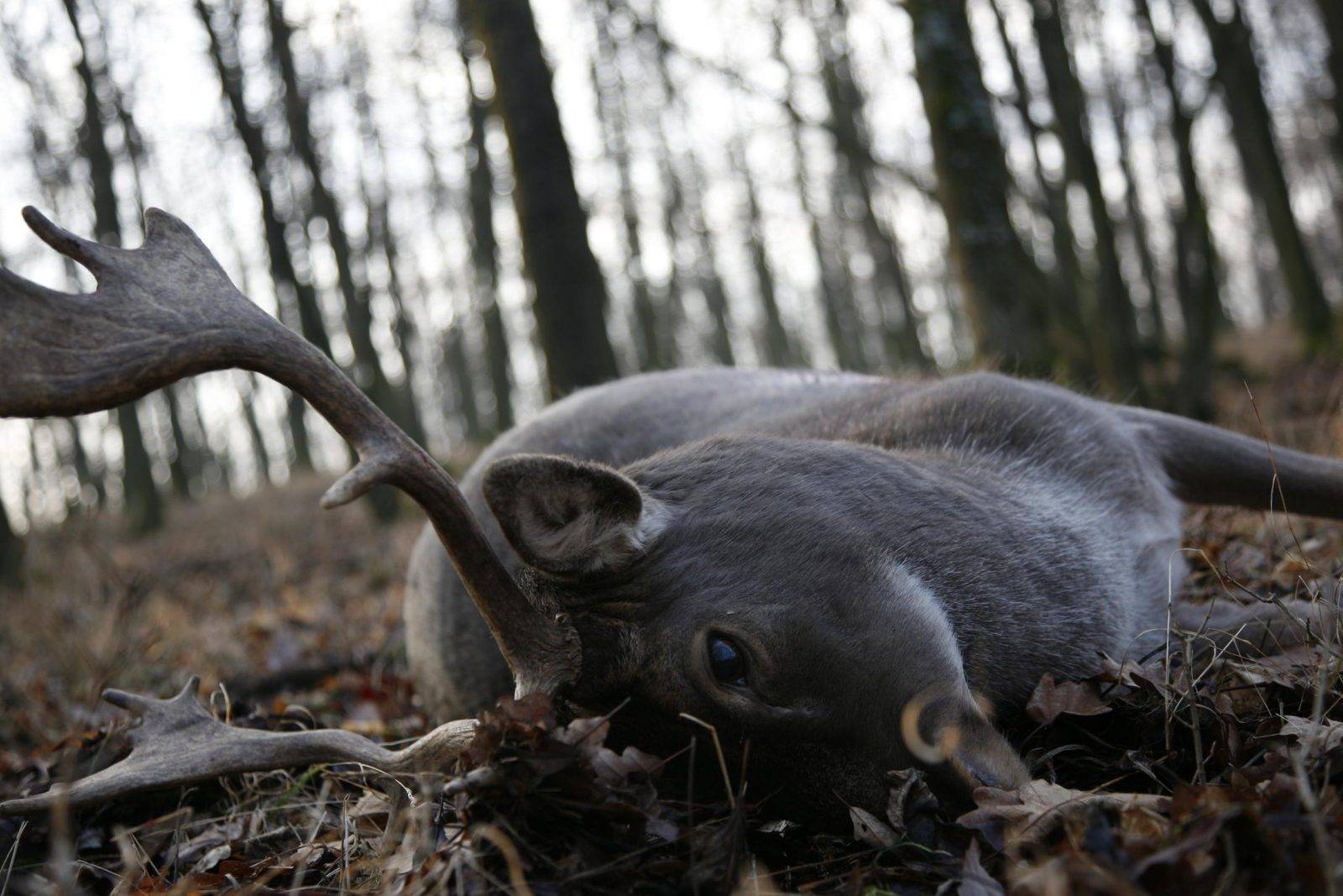 Fallow deer hunting by Jan Kadlec