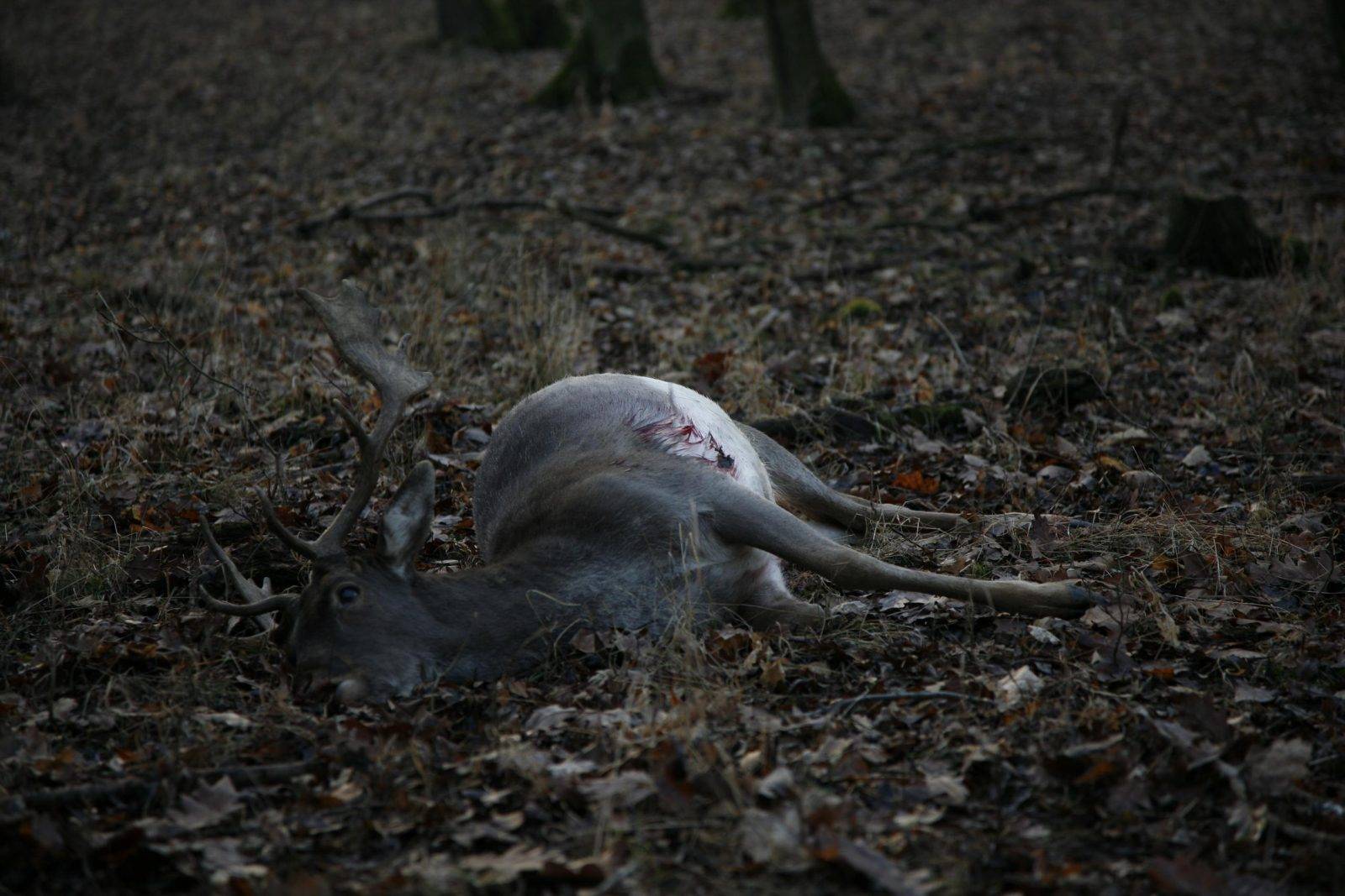 Fallow deer hunting by Jan Kadlec