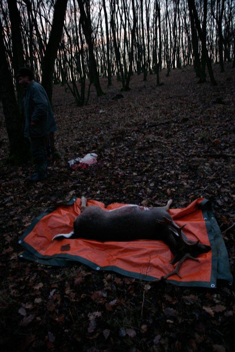 Fallow deer hunting by Jan Kadlec