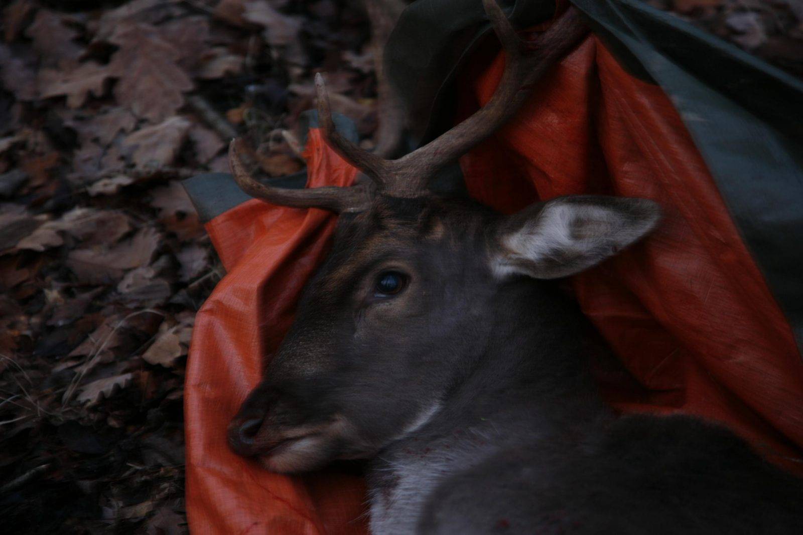 Fallow deer hunting by Jan Kadlec