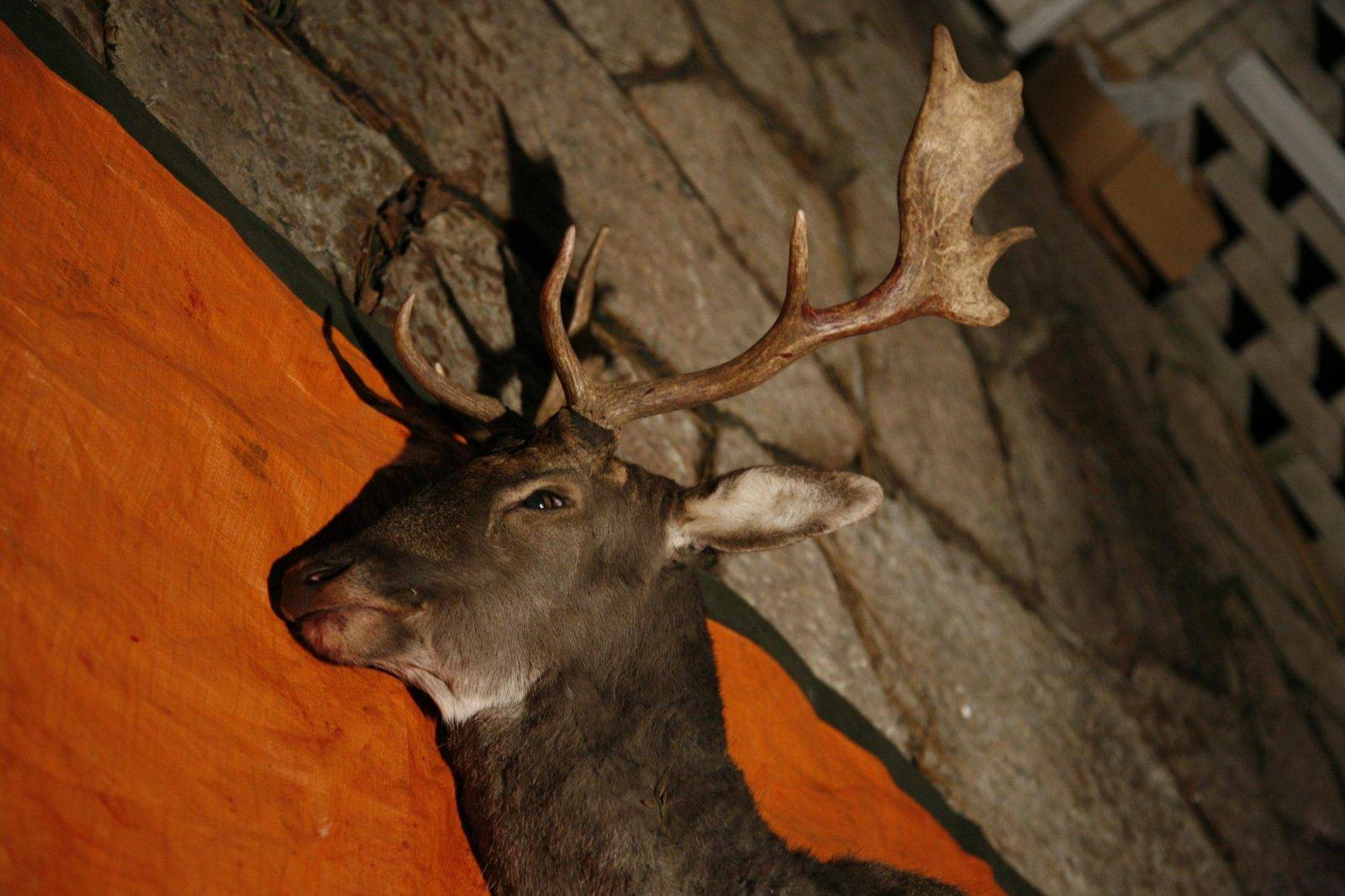 Fallow deer hunting by Jan Kadlec