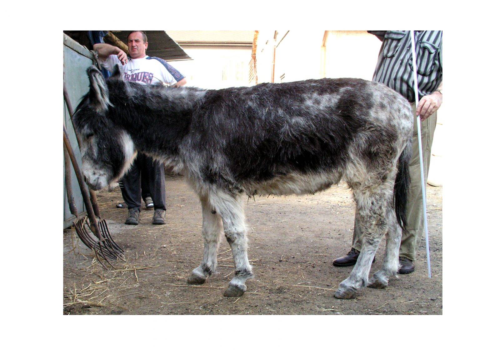 National Theater – Donkey by Jan Kadlec