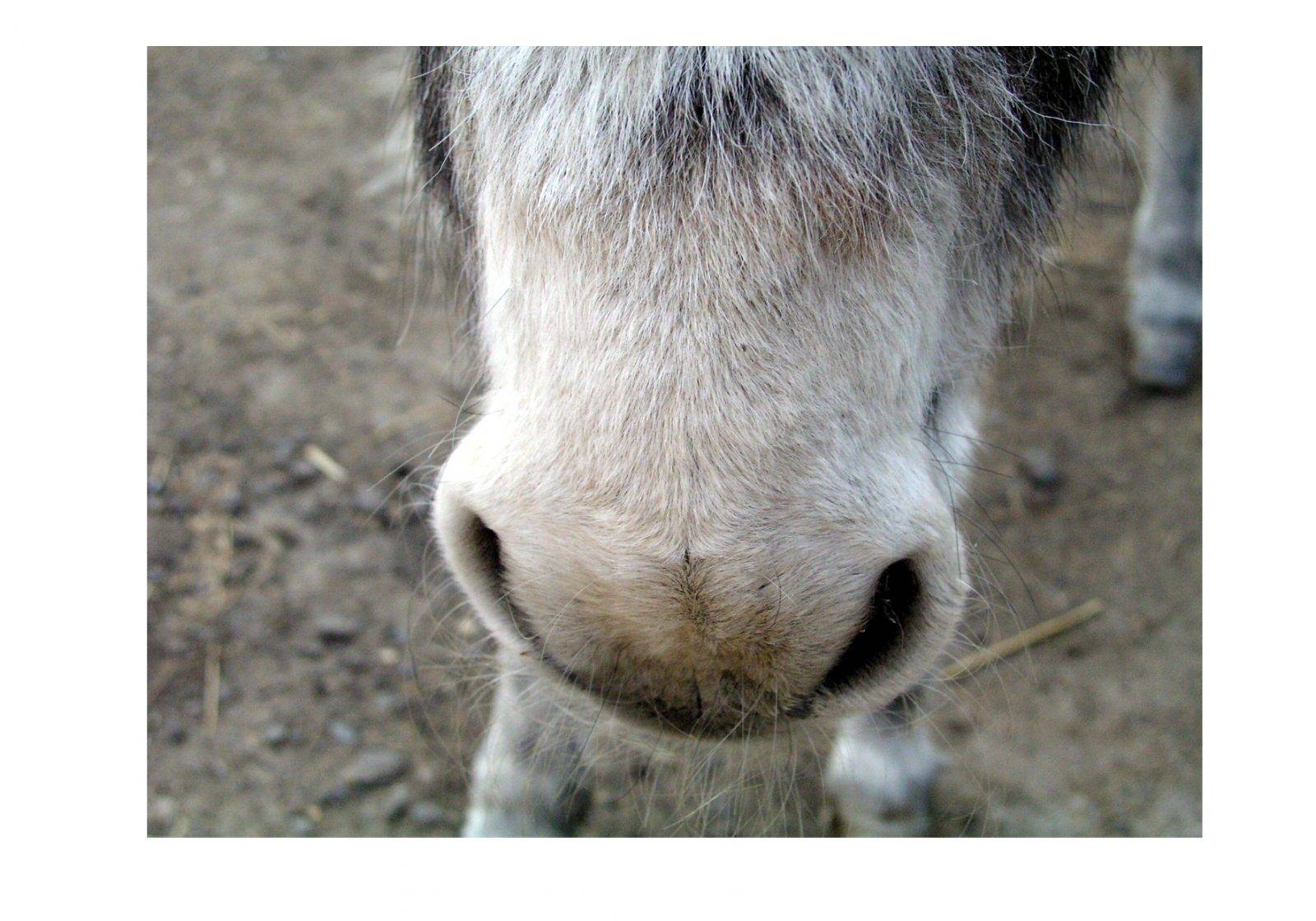 National Theater – Donkey by Jan Kadlec