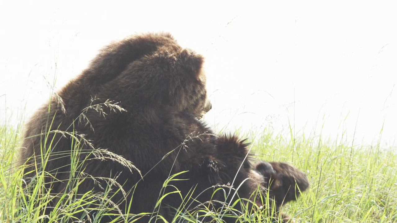 The bear: a sickness unto death by Jan Kadlec